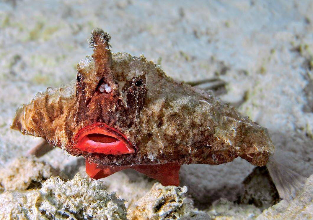 Gözlerini başının üstünde taşıyan balık: Yarasa balığı hakkında bilmeniz gereken 10 şey 4